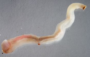 Media type: image; Malacology 383273